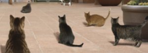 Chats sur les marches de Scotia Plaza