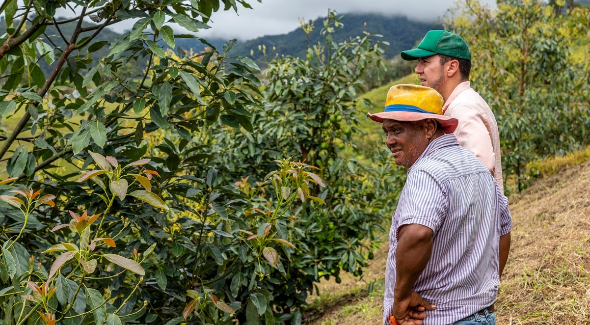 Two men gaze at crops in field