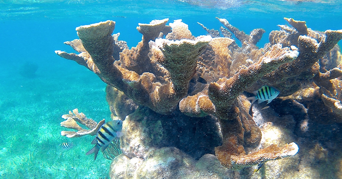Coral reef with fish
