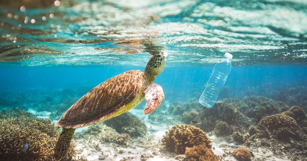 turtle and plastic bottle in the ocean