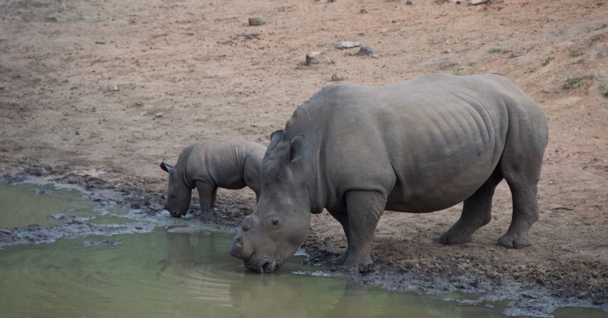 Rhino drinking water