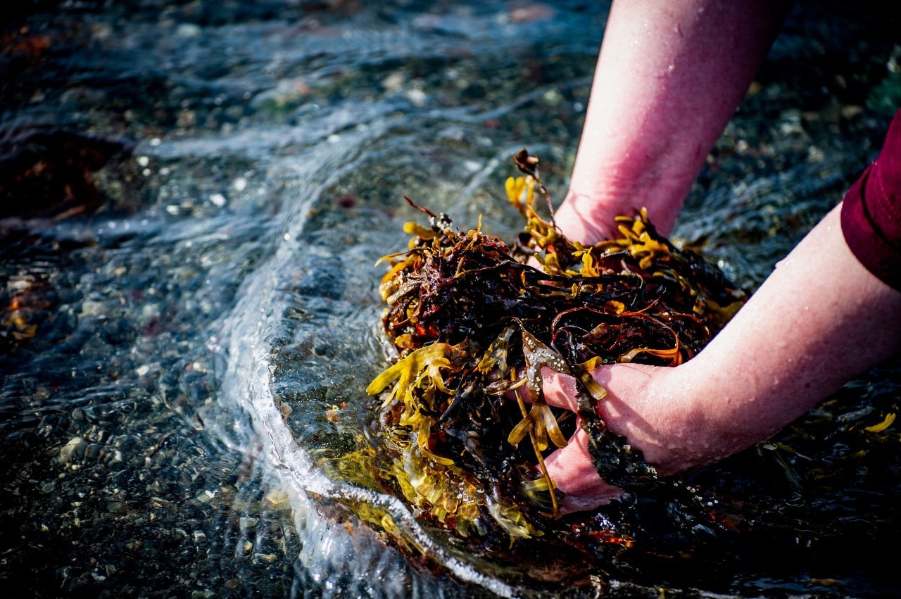 Two hands removing a clump of seaweed from water