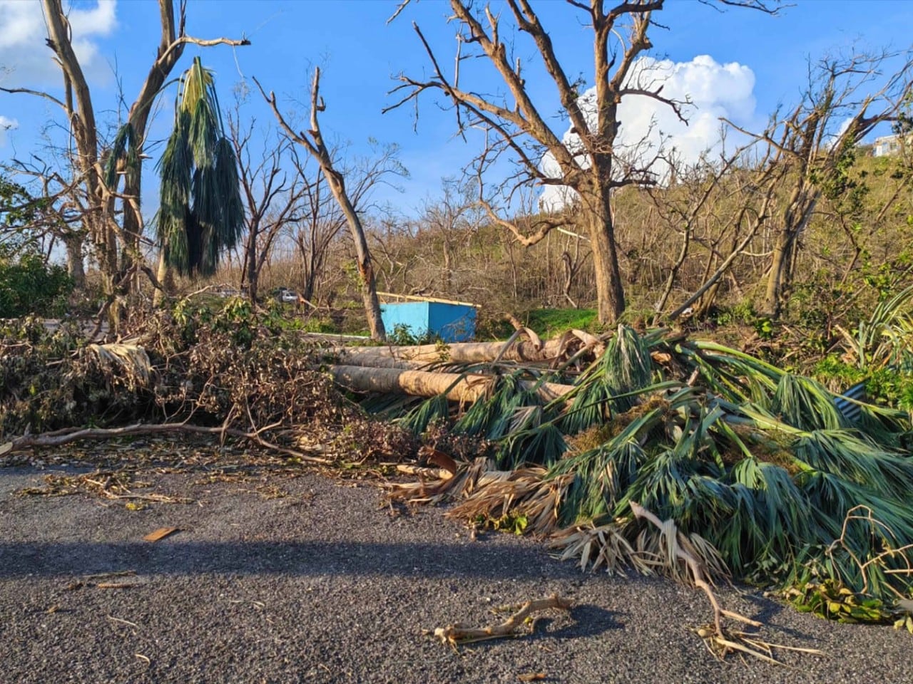 Road blockage from felled trees