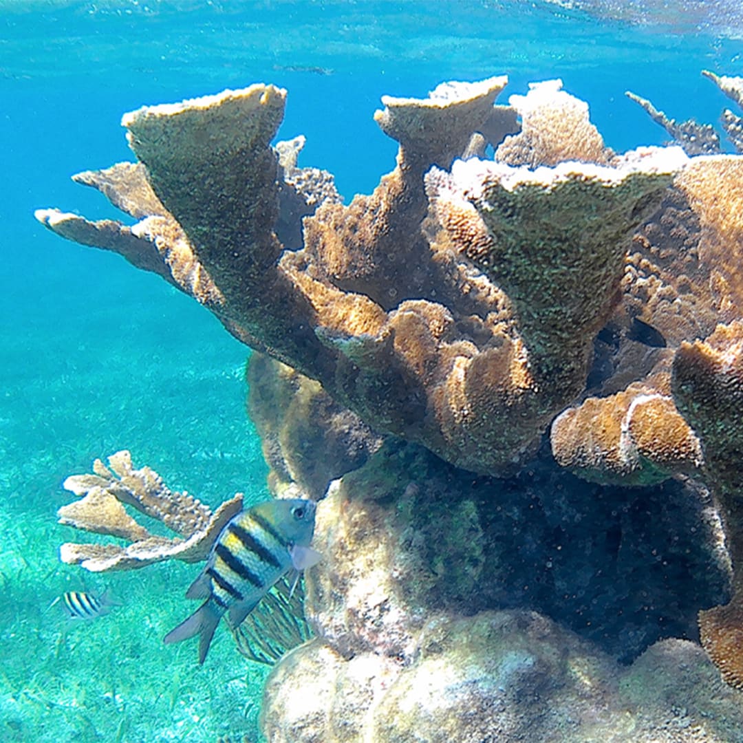 Fish at coral reef underwater