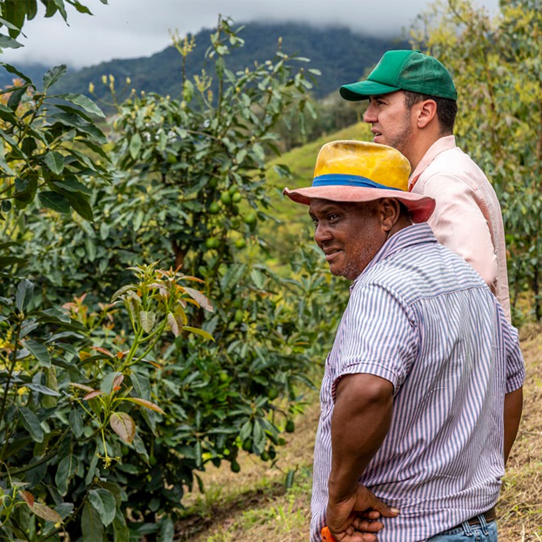 Two men looking out at crops